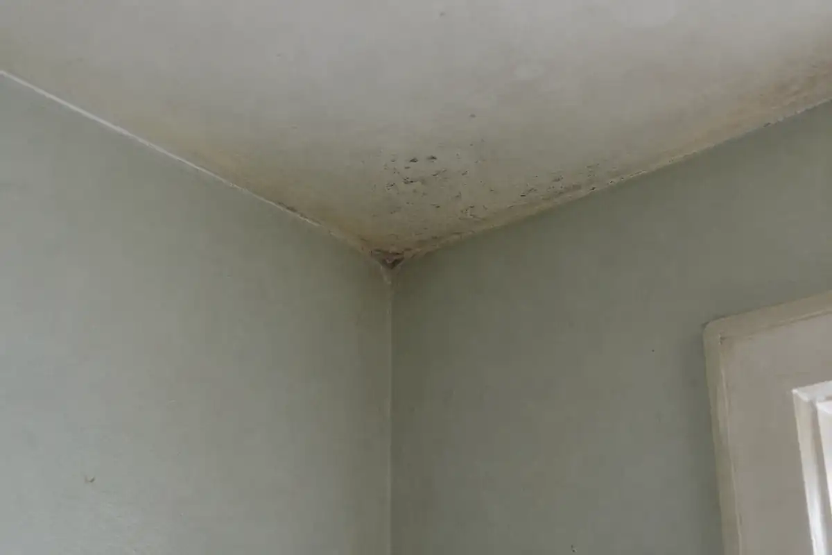 Angle de mur et de plafond montrant les premières traces sombres d'humidité sur la peinture